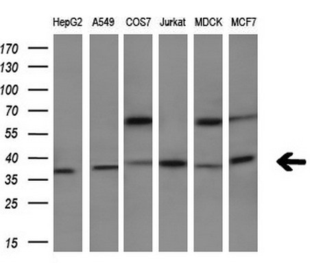 Western blot analysis of extracts (10ug) from 6 different cell lines by using anti-HMOX2 monoclonal antibody (1:200)