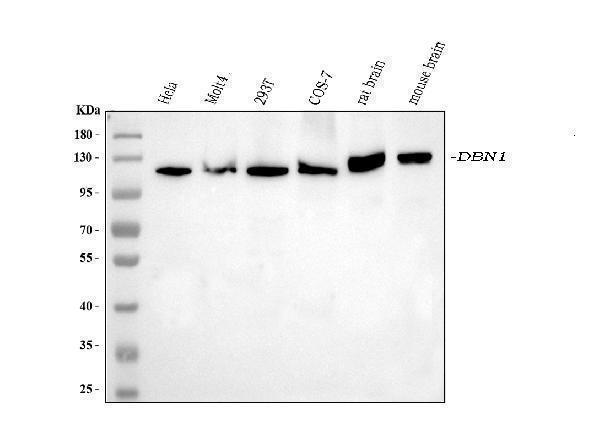  Western blot analysis of DBN1 using anti-DBN1 antibody (M05530-4)