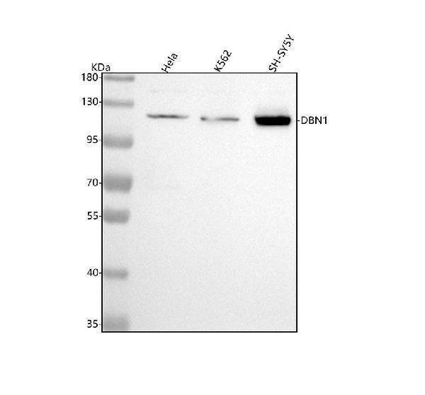 m05530 dbn1 primary antibodies wb testing 1