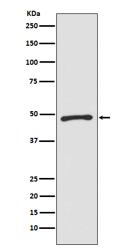 m05537 wb