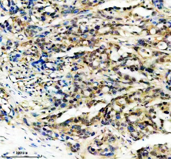 IHC analysis of UFM1 using anti-UFM1 antibody (M05543)