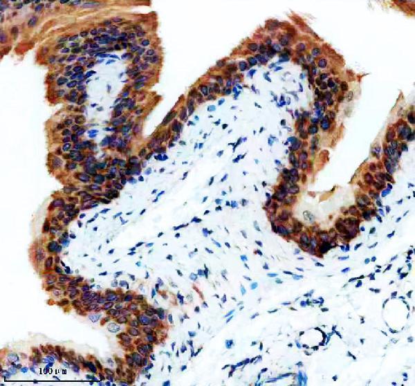 IHC analysis of UFM1 using anti-UFM1 antibody (M05543)