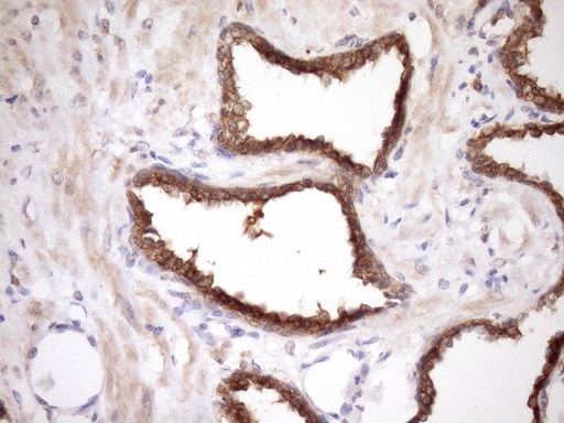 m05547 anti mrg15 morf4l1 mouse monoclonal antibody clone id oti5d2 ihc testing 2