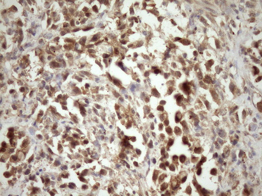 m05547 anti mrg15 morf4l1 mouse monoclonal antibody clone id oti5d2 ihc testing 3