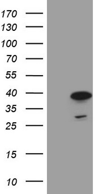 m05547 anti mrg15 morf4l1 mouse monoclonal antibody clone id oti5d2 wb testing 1