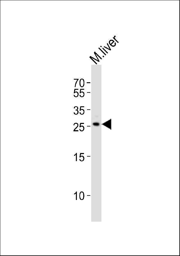 m05571 anti mouse noto antibody c term wb testing 1