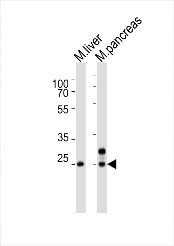 m05571 anti mouse noto antibody c term wb testing 2