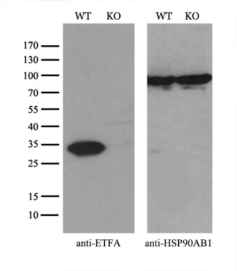 m05572 anti etfa mouse monoclonal antibody clone id oti5c4 wb testing 2