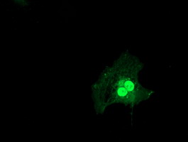 m05573 anti lsm1 mouse monoclonal antibody clone id oti5c6 if testing 10