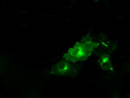 m05574 anti ptp epsilon ptpre mouse monoclonal antibody clone id oti3d4 if testing 11