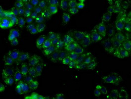 m05574 anti ptp epsilon ptpre mouse monoclonal antibody clone id oti3d4 if testing 12