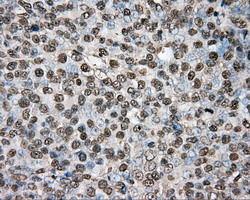 m05574 anti ptp epsilon ptpre mouse monoclonal antibody clone id oti3d4 ihc testing 3