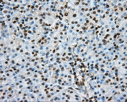 m05574 anti ptp epsilon ptpre mouse monoclonal antibody clone id oti3d4 ihc testing 4