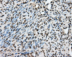 m05574 anti ptp epsilon ptpre mouse monoclonal antibody clone id oti3d4 ihc testing 5