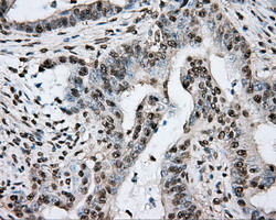 m05574 anti ptp epsilon ptpre mouse monoclonal antibody clone id oti3d4 ihc testing 8