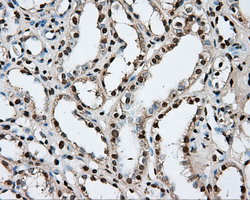 m05574 anti ptp epsilon ptpre mouse monoclonal antibody clone id oti3d4 ihc testing 9