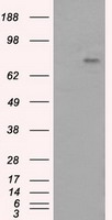 m05574 anti ptp epsilon ptpre mouse monoclonal antibody clone id oti3d4 wb testing 1