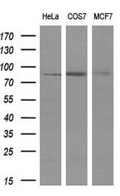 m05574 anti ptp epsilon ptpre mouse monoclonal antibody clone id oti3d4 wb testing 2