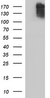 HEK293T cells were transfected with the pCMV6-ENTRY control (Left lane) or pCMV6-ENTRY COL15A1 (Right lane) cDNA for 48 hrs and lysed