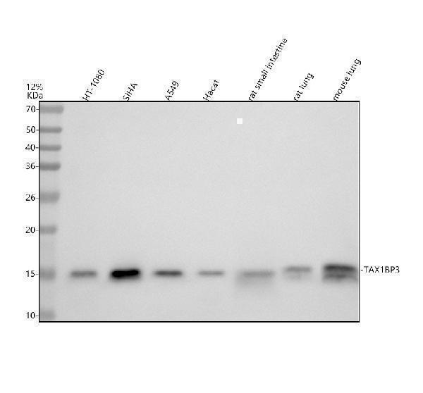 m05588 tax1bp3 primary antibodies wb testing 1