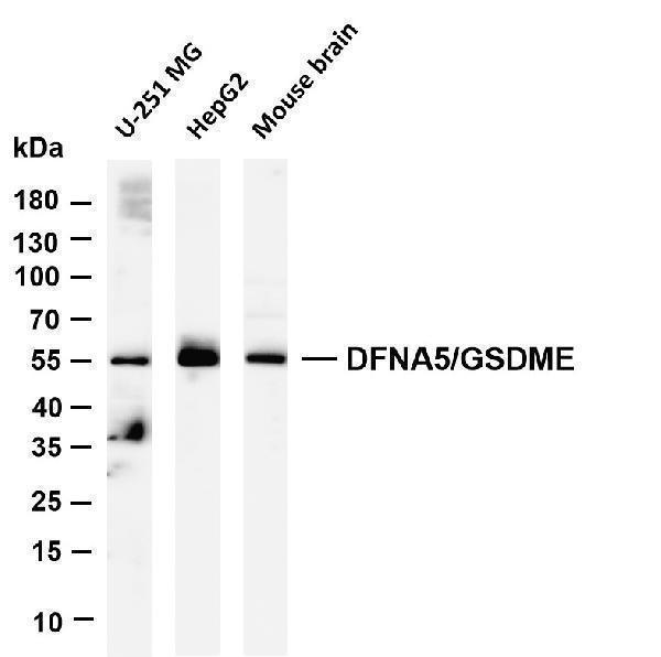 m05604 1 dfna5 primary antibodies wb testing 1