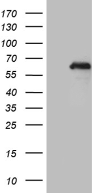 m05612 anti mta3 mouse monoclonal antibody clone id oti2b8 wb testing 1