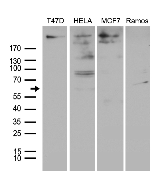 m05612 anti mta3 mouse monoclonal antibody clone id oti2b8 wb testing 2