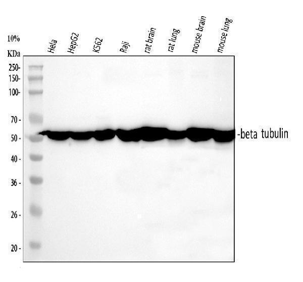m05613 4 tubulin beta primary antibodies wb testing 1