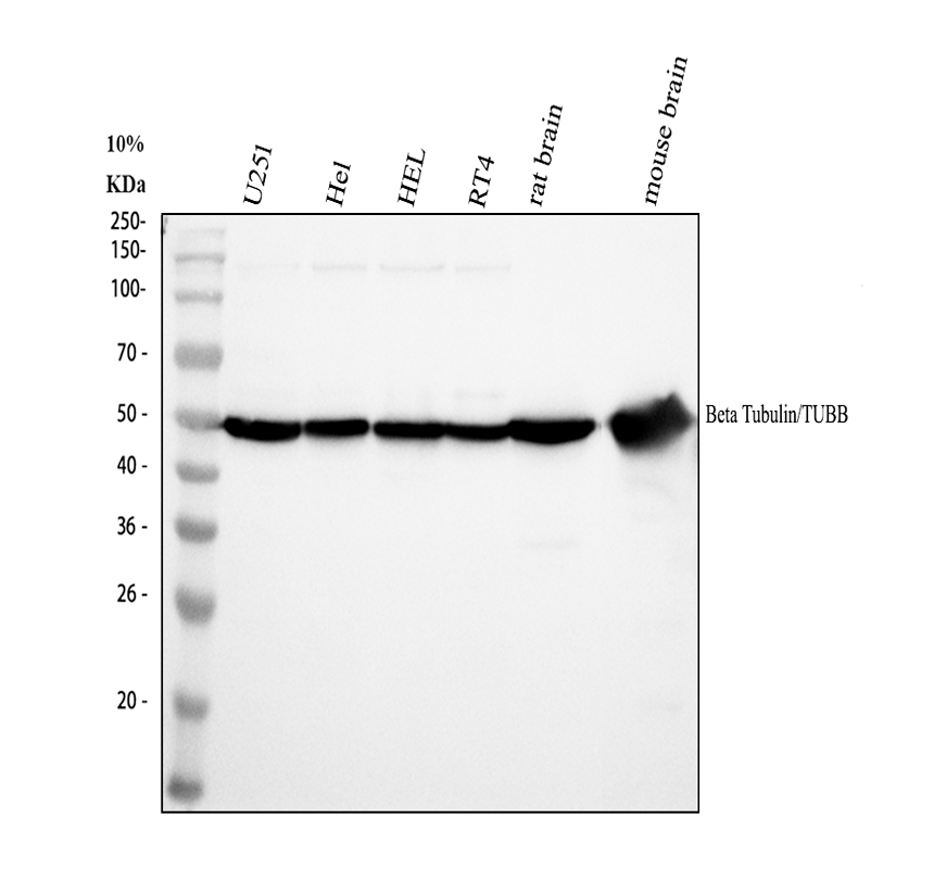 m05613 4 tubulin beta primary antibodies wb testing 1_1