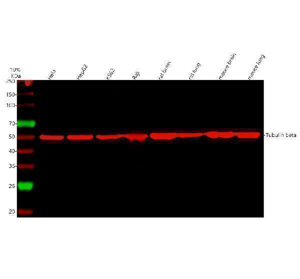 m05613 4 tubulin_beta primary antibodies wb testing 7