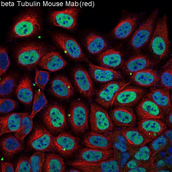 m05613 5 tubb primary antibodies if testing 3