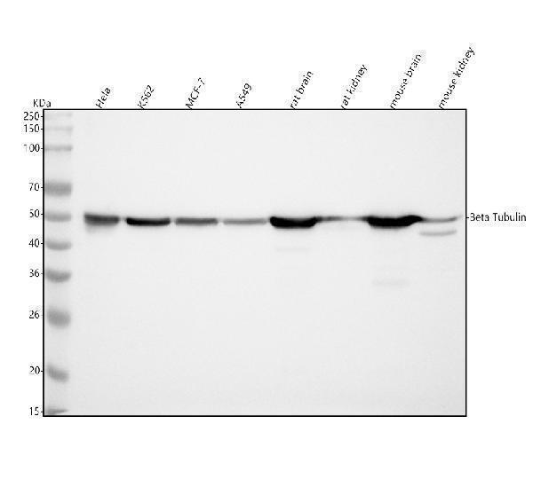  Western blot analysis of beta Tubulin using anti-beta Tubulin antibody (M05613-5)