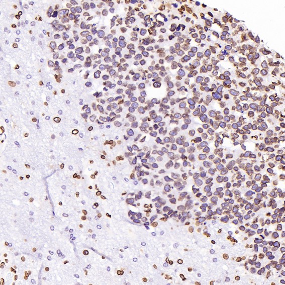 m05613 6 ihc9