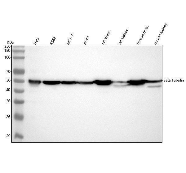 Western blot analysis of beta Tubulin using anti-beta Tubulin antibody (M05613-6)