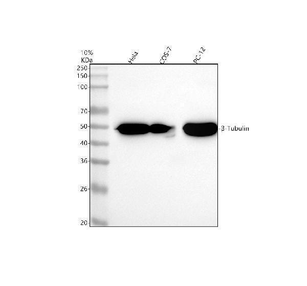 Western blot analysis of beta-Tubulin using anti-beta-Tubulin antibody (M05613)