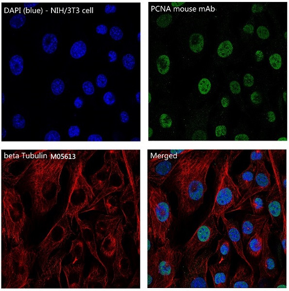 Immunofluorescent analysis of NIH/3T3 cells, using beta Tubulin Antibody 
