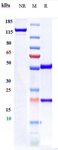 Anti-ENPP3/CD203c Reference Antibody (Ags-16C3F) on SDS-PAGE under reducing (R) condition