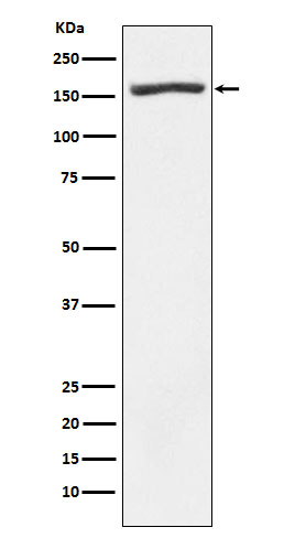 Western blot analysis of Nidogen 1 expression in Human fetal heart lysate