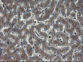 m05645 anti acbd3 mouse monoclonal antibody clone id oti1g2 ihc testing 13