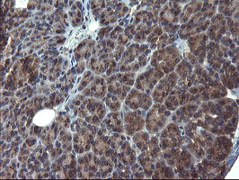 m05645 anti acbd3 mouse monoclonal antibody clone id oti1g2 ihc testing 5