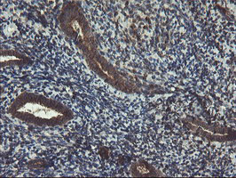 m05645 anti acbd3 mouse monoclonal antibody clone id oti1g2 ihc testing 6