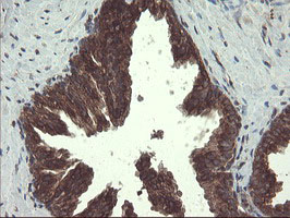 m05645 anti acbd3 mouse monoclonal antibody clone id oti1g2 ihc testing 8