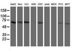Western blot analysis of extracts (35ug) from 9 different cell lines by usin g anti-ACBD3 monoclonal antibody (HepG2: human; HeLa: human; SVT2: mouse; A549: human; COS7: monkey; Jurkat: human; MDCK: canine; PC12: rat; MCF7: human)