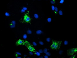 Anti-KCNJ3 mouse monoclonal antibody (M05677-1) immunofluorescent staining of COS7 cells transiently transfected by pCMV6-ENTRY KCNJ3
