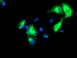 m05677 anti girk1 kcnj3 mouse monoclonal antibody clone id oti3e11 if testing 7