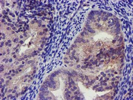 m05677 anti girk1 kcnj3 mouse monoclonal antibody clone id oti3e11 ihc testing 4