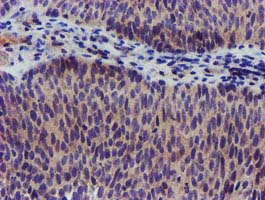 m05677 anti girk1 kcnj3 mouse monoclonal antibody clone id oti3e11 ihc testing 5