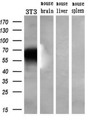 Western blot analysis of extracts (10ug) from a mouse cell line and 3 different mouse tissues by using anti-KCNJ3 monoclonal antibody (1:200)