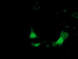 m05682 anti ketohexokinase khk mouse monoclonal antibody clone id oti3d1 if testing 22