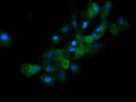 m05683 2 anti rab21 mouse monoclonal antibody clone id oti6f11 if testing 5